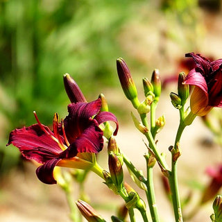Taglilie 'Pardon Me' (Hemerocallis x cult.)