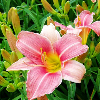 Taglilie 'Prairie Bells' (Hemerocallis x cult.)