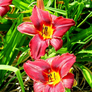 Taglilie 'Rebel Thunder' (Hemerocallis x cult.)