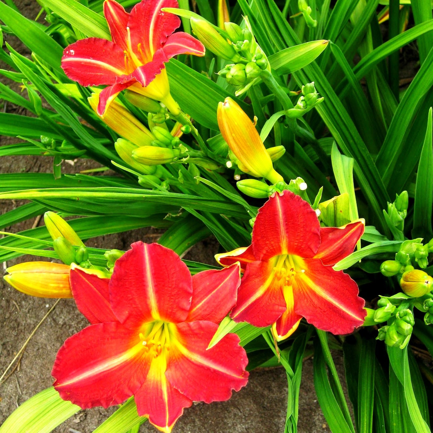 Taglilie 'Red Rum' (Hemerocallis x cult.)