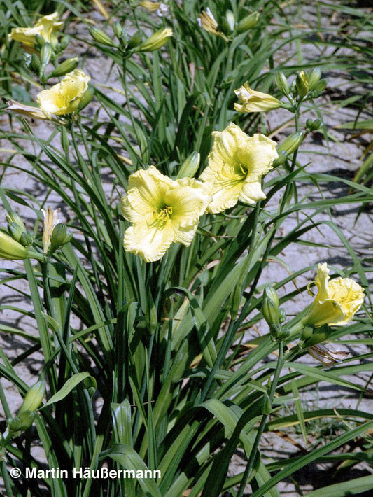 Taglilie 'Renee' (Hemerocallis x cult.)