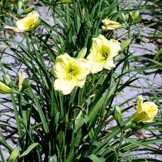 Taglilie 'Renee' (Hemerocallis x cult.)