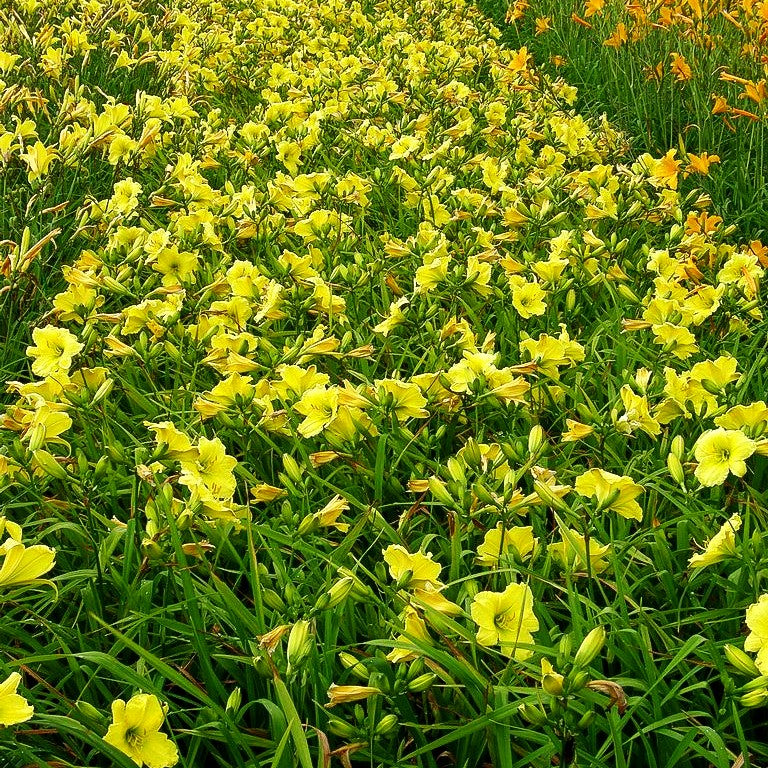 Taglilie 'Renee' (Hemerocallis x cult.)