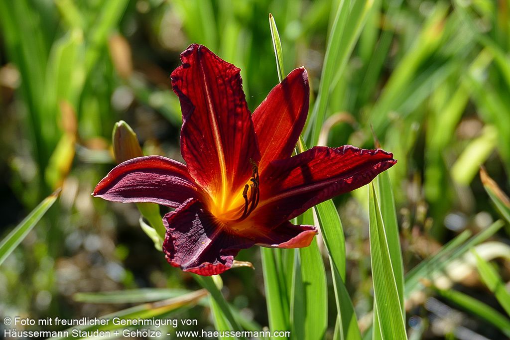 Taglilie 'Royal Granat' (Hemerocallis x cult.)