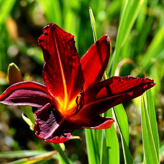Taglilie 'Royal Granat' (Hemerocallis x cult.)