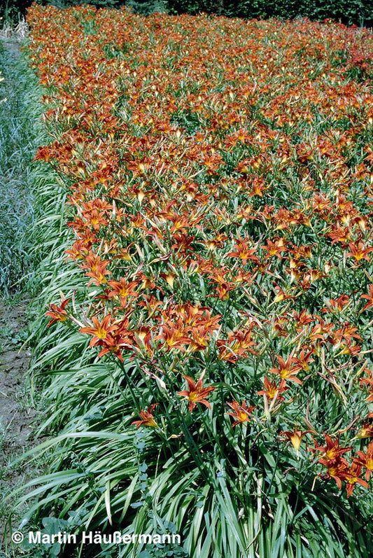 Taglilie 'Sammy Russell' (Hemerocallis x cult.)