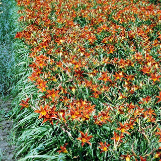 Taglilie 'Sammy Russell' (Hemerocallis x cult.)