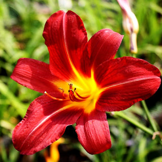 Taglilie 'Shining Plumage' (Hemerocallis x cult.)