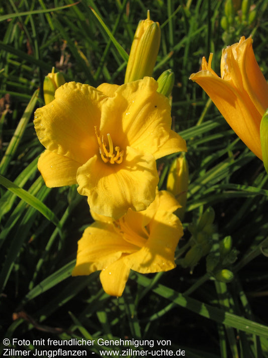 Taglilie 'Stella de Oro' (Hemerocallis x cult.)