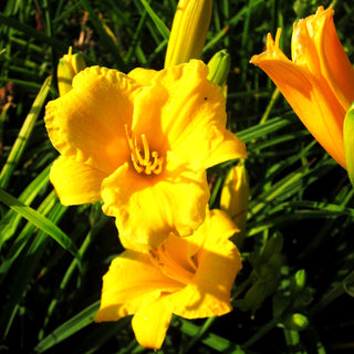 Taglilie 'Stella de Oro' (Hemerocallis x cult.)