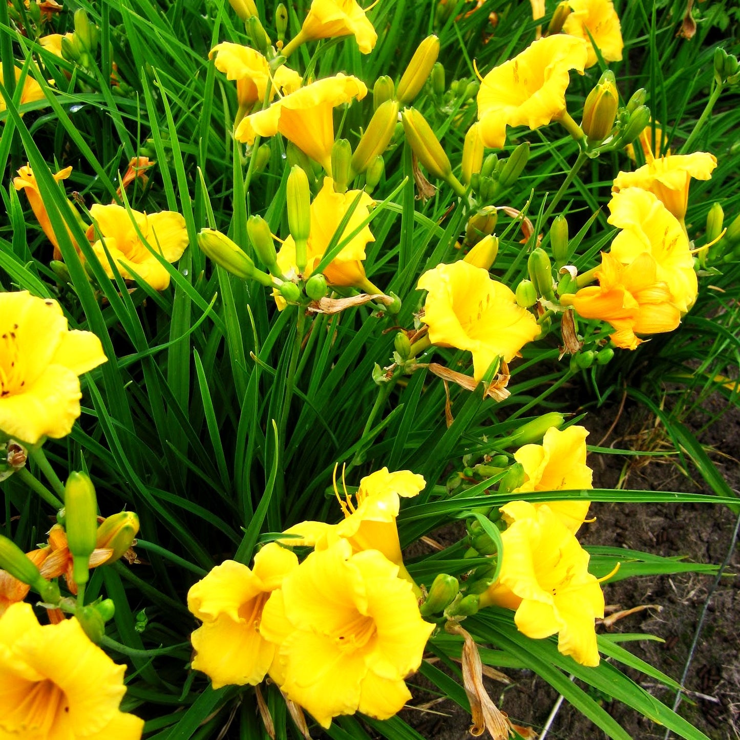 Taglilie 'Stella de Oro' (Hemerocallis x cult.)