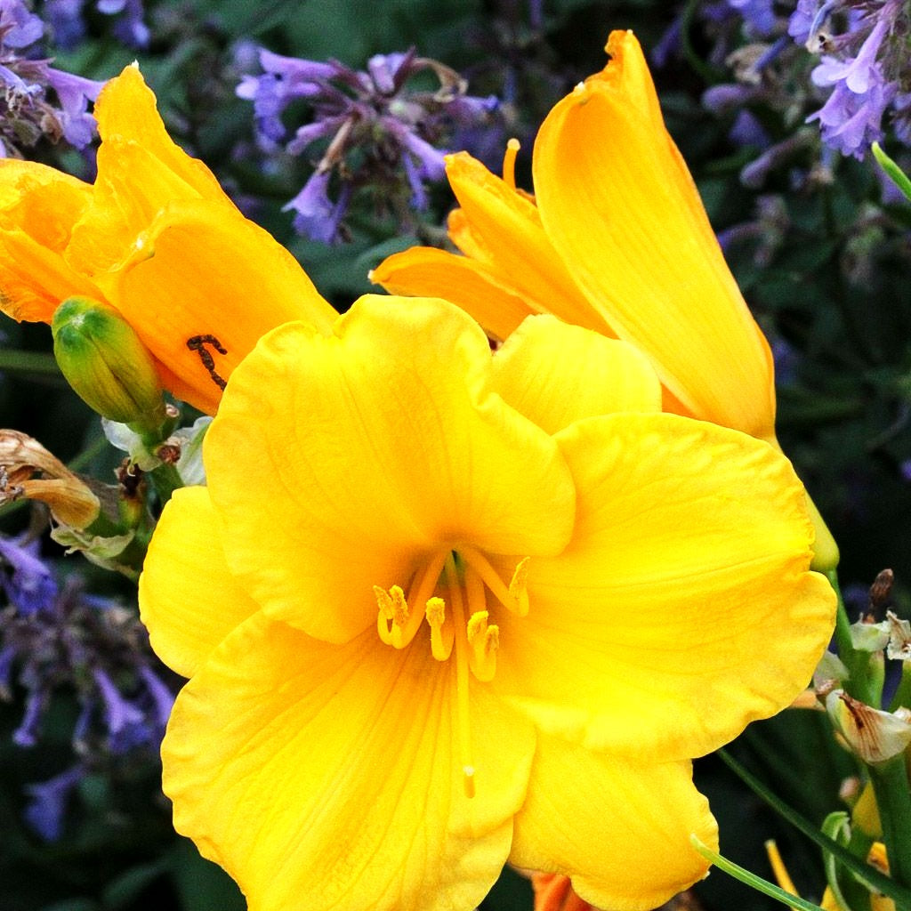 Taglilie 'Stella de Oro' (Hemerocallis x cult.)