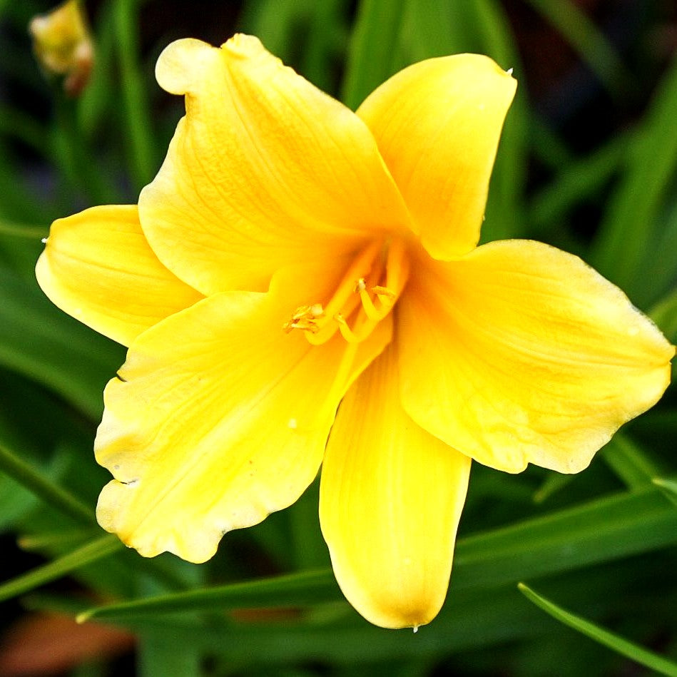 Taglilie 'Stella de Oro' (Hemerocallis x cult.)