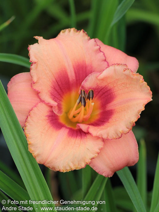 Taglilie 'Strawberry Candy' (Hemerocallis x cult.)