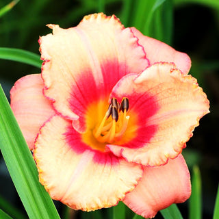 Taglilie 'Strawberry Candy' (Hemerocallis x cult.)