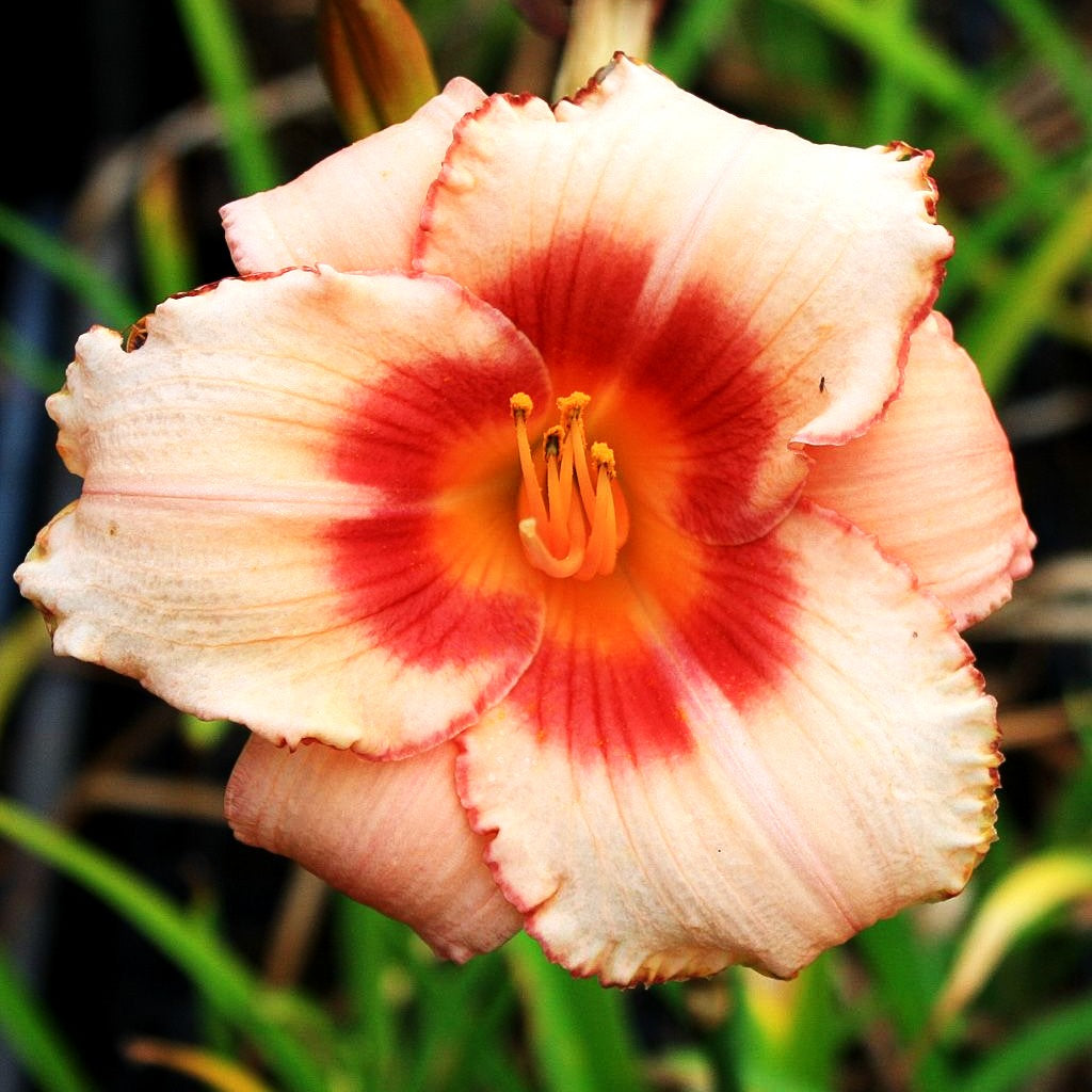 Taglilie 'Strawberry Candy' (Hemerocallis x cult.)