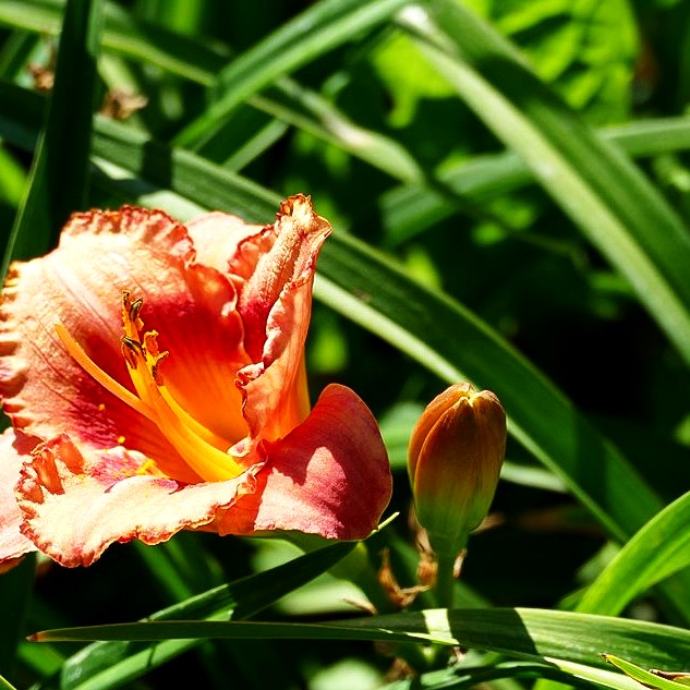 Taglilie 'Strawberry Candy' (Hemerocallis x cult.)