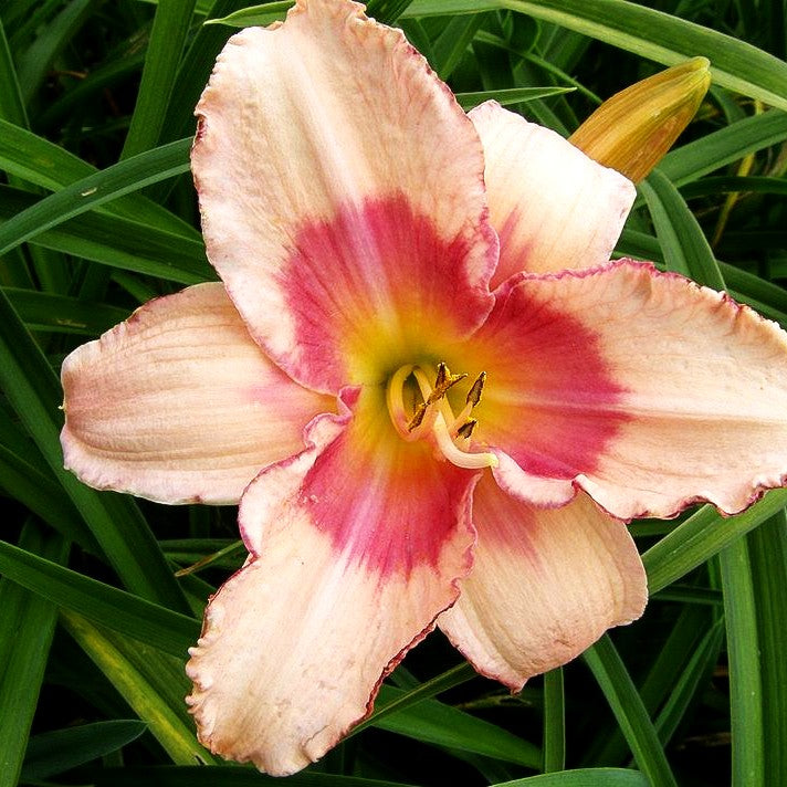 Taglilie 'Strawberry Candy' (Hemerocallis x cult.)
