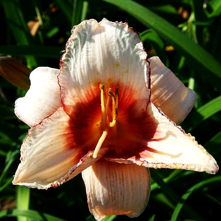 Taglilie 'Strawberry Candy' (Hemerocallis x cult.)
