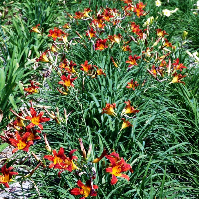 Taglilie 'Tejas' (Hemerocallis x cult.)