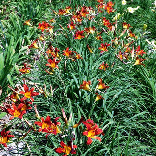 Taglilie 'Tejas' (Hemerocallis x cult.)