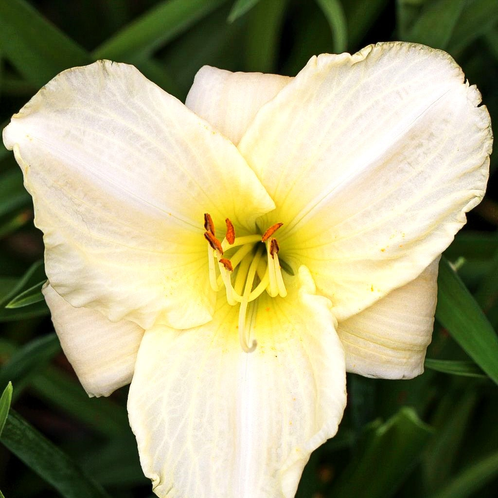 Taglilie 'White Temptation' (Hemerocallis x cult.)