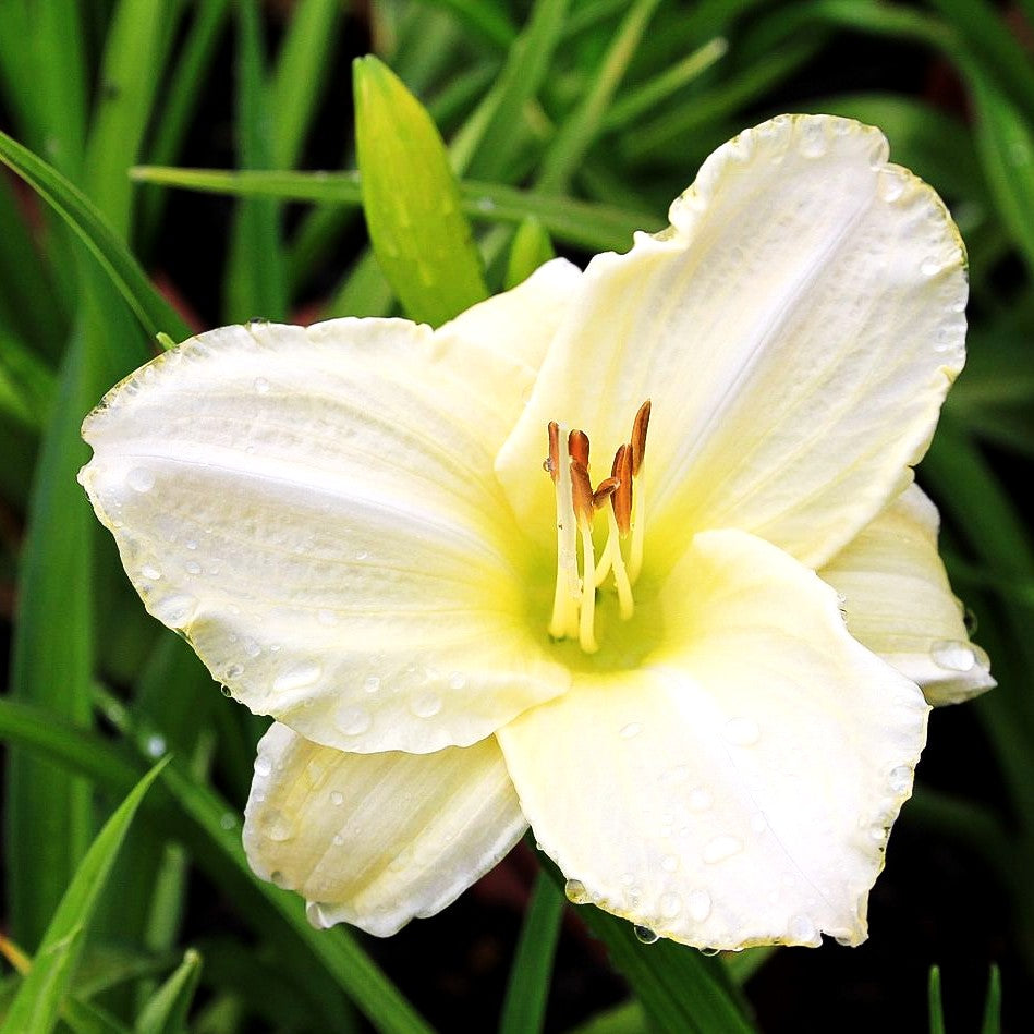 Taglilie 'White Temptation' (Hemerocallis x cult.)