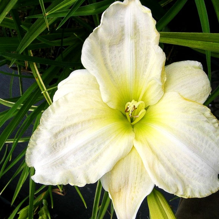 Taglilie 'White Temptation' (Hemerocallis x cult.)