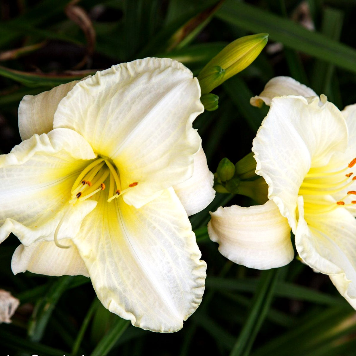Taglilie 'White Temptation' (Hemerocallis x cult.)