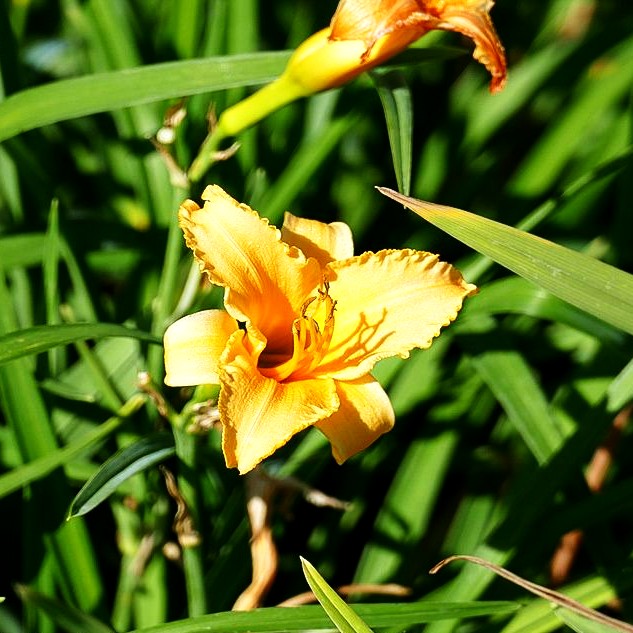 Taglilie 'Winnie the Pooh' (Hemerocallis x cult.)