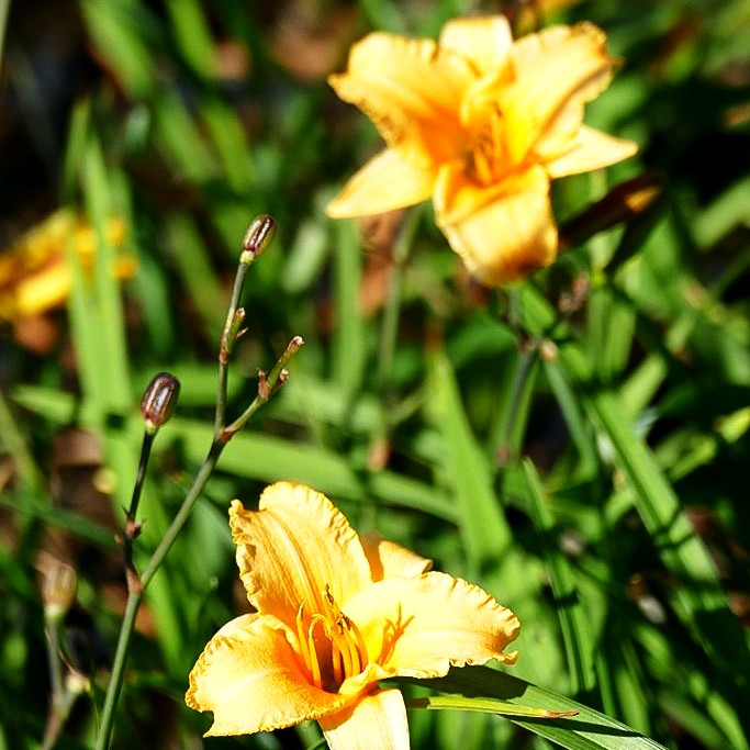 Taglilie 'Winnie the Pooh' (Hemerocallis x cult.)