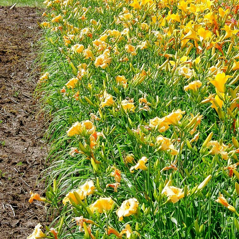 Taglilie 'Winnie the Pooh' (Hemerocallis x cult.)