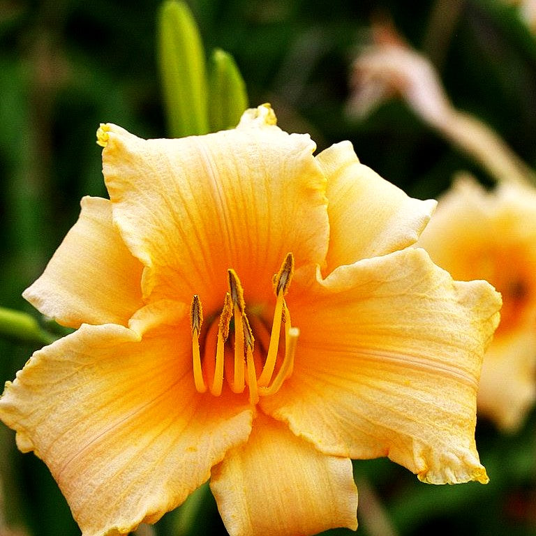 Taglilie 'Winnie the Pooh' (Hemerocallis x cult.)