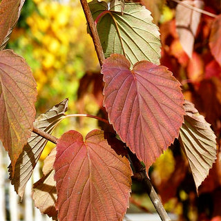 Taschentuchbaum (Davidia involucrata vilmoriniana)