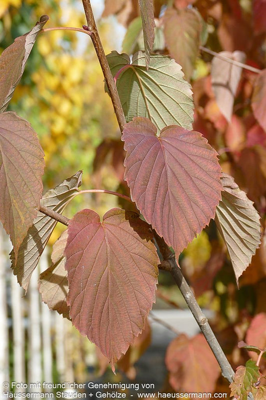 Taschentuchbaum (Davidia involucrata vilmoriniana)