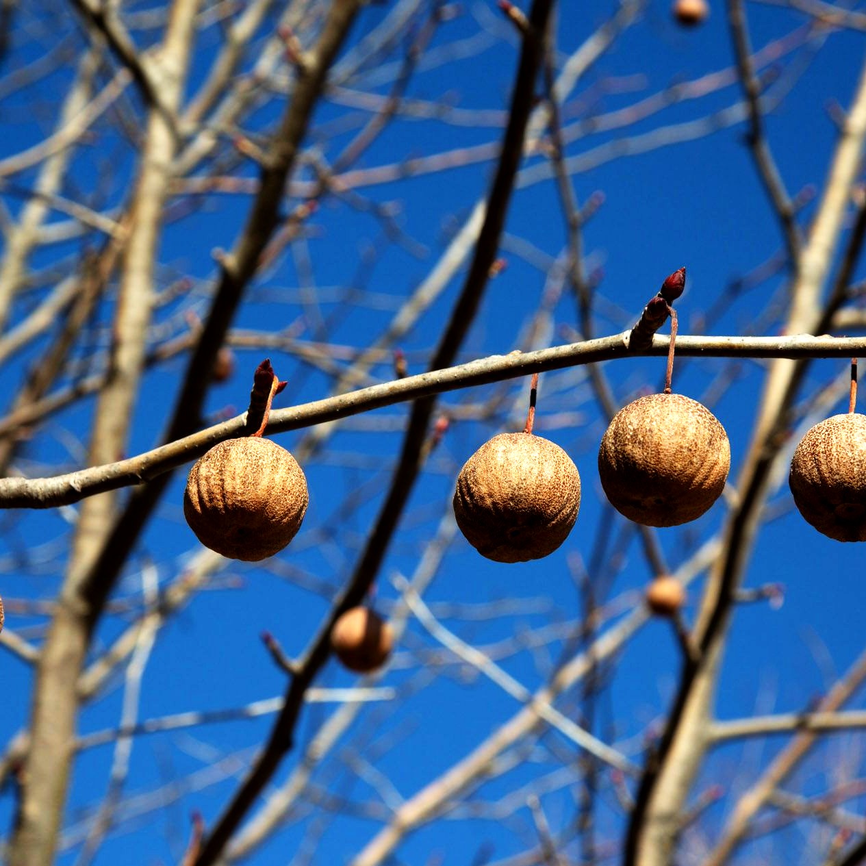 Taschentuchbaum (Davidia involucrata vilmoriniana)