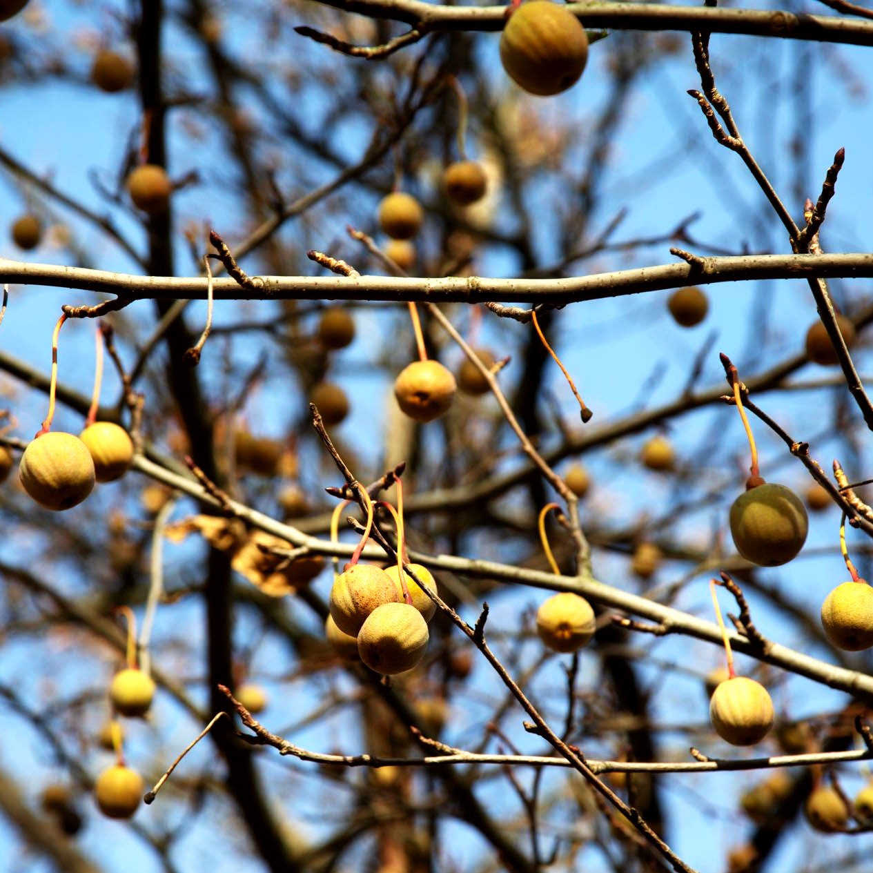 Taschentuchbaum (Davidia involucrata vilmoriniana)