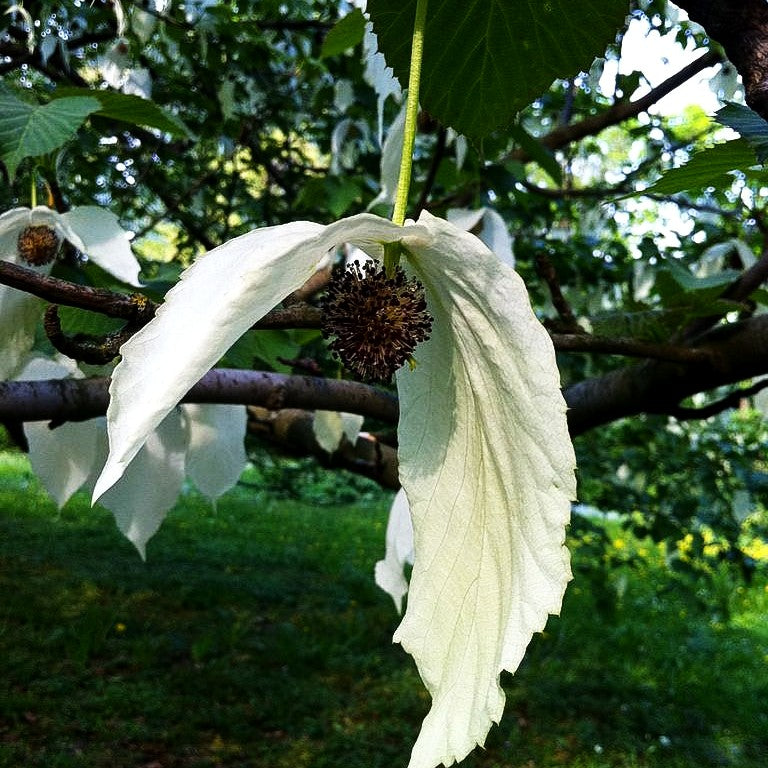 Taschentuchbaum (Davidia involucrata vilmoriniana)