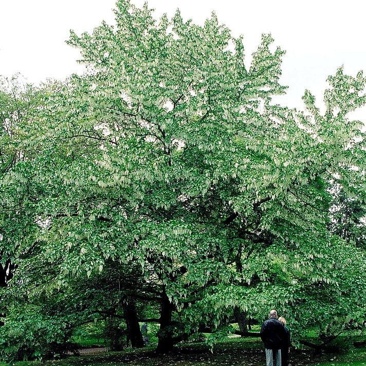 Taschentuchbaum (Davidia involucrata vilmoriniana)
