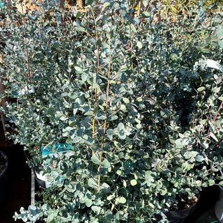 Tasmanischer Eukalyptus 'Azura' (Eucalyptus gunnii)
