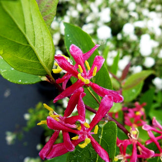 Tataren-Heckenkirsche (Lonicera tatarica)