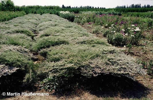 Tatarenschleier (Goniolimon tataricum)