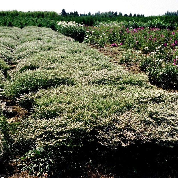 Tatarenschleier (Goniolimon tataricum)