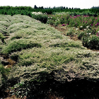 Tatarenschleier (Goniolimon tataricum)