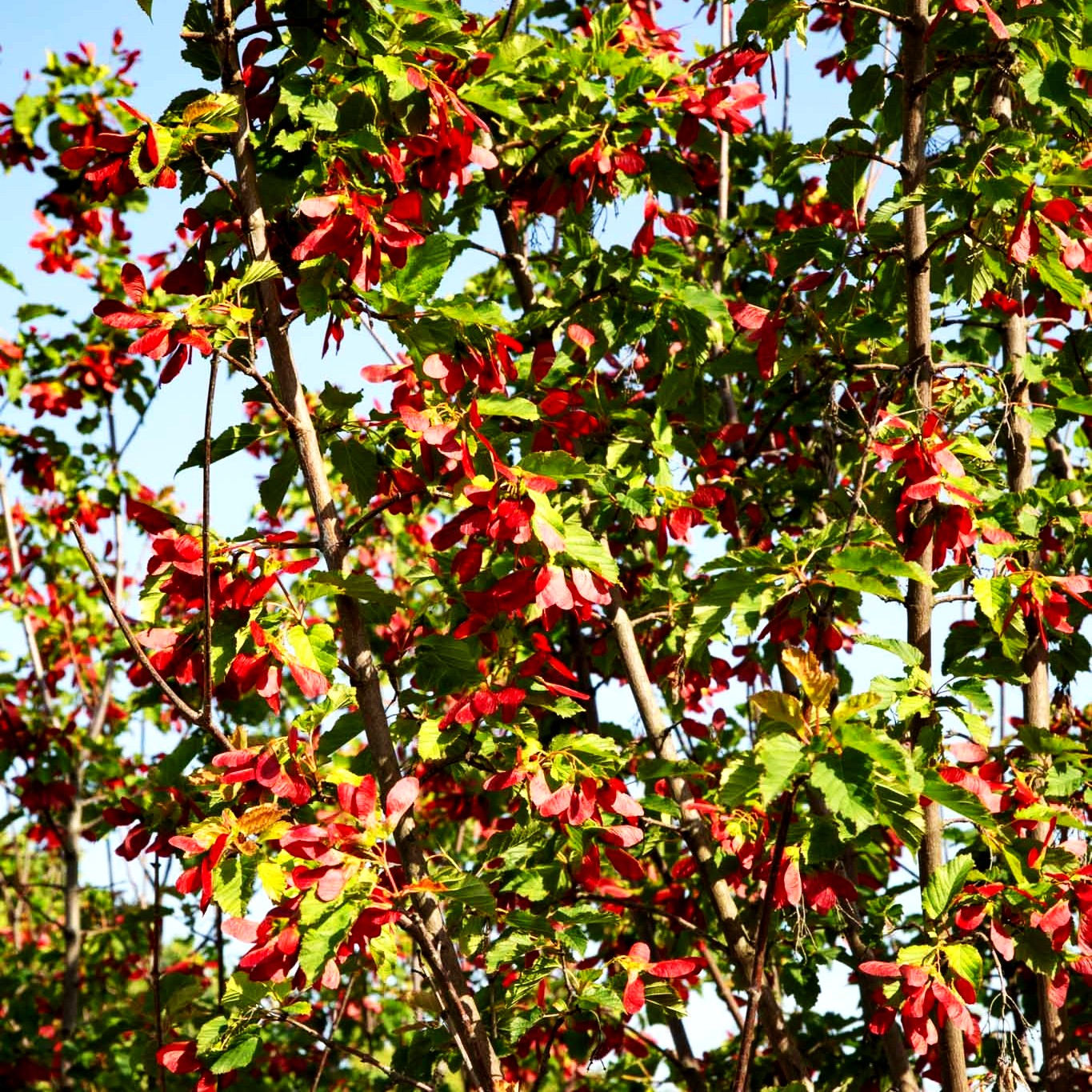 Tatarischer Ahorn 'Hot Wings' (Acer tataricum)