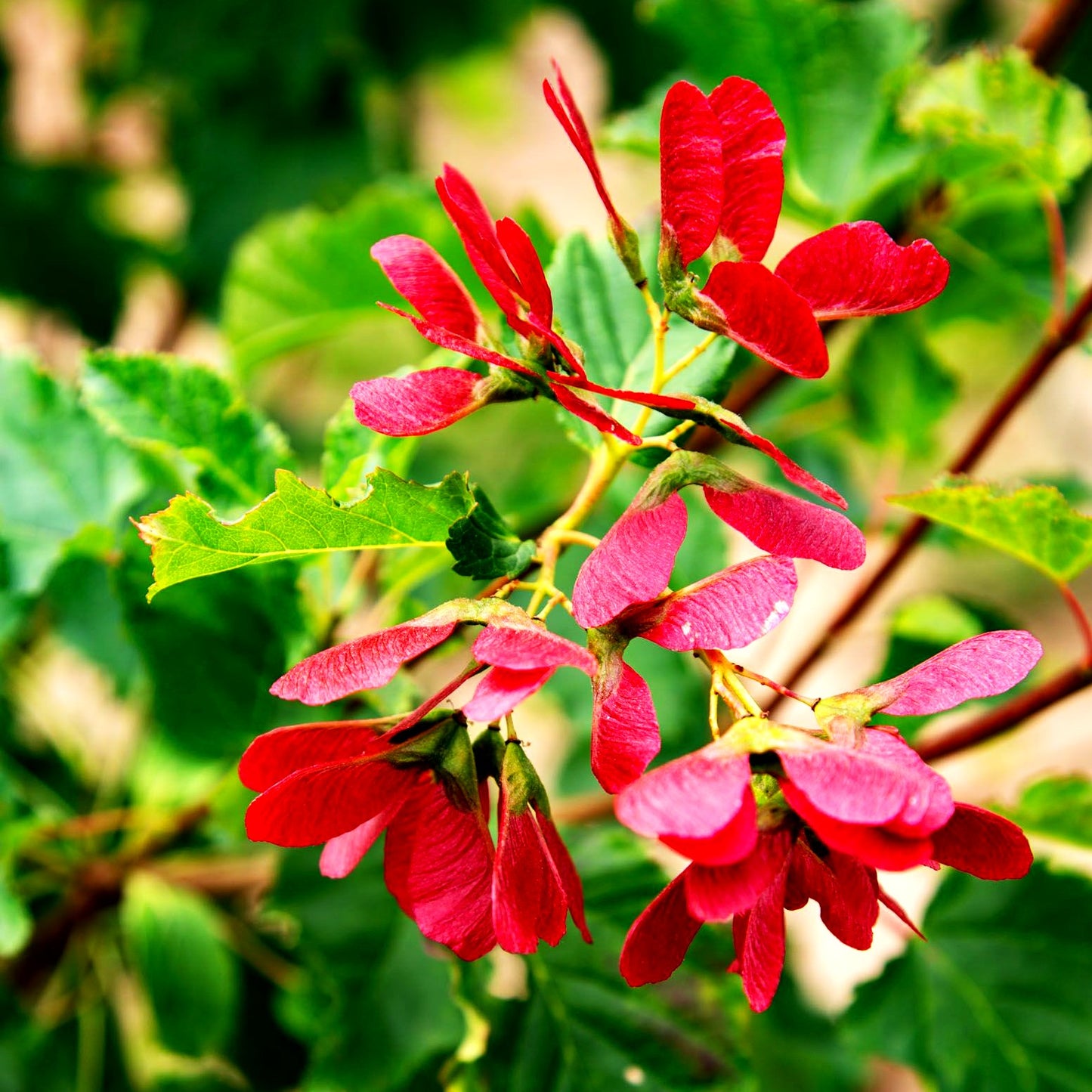 Tatarischer Ahorn 'Hot Wings' (Acer tataricum)