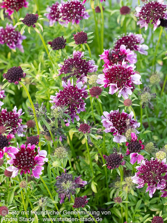 Tauben-Skabiose 'Barocca' (Scabiosa columbaria)