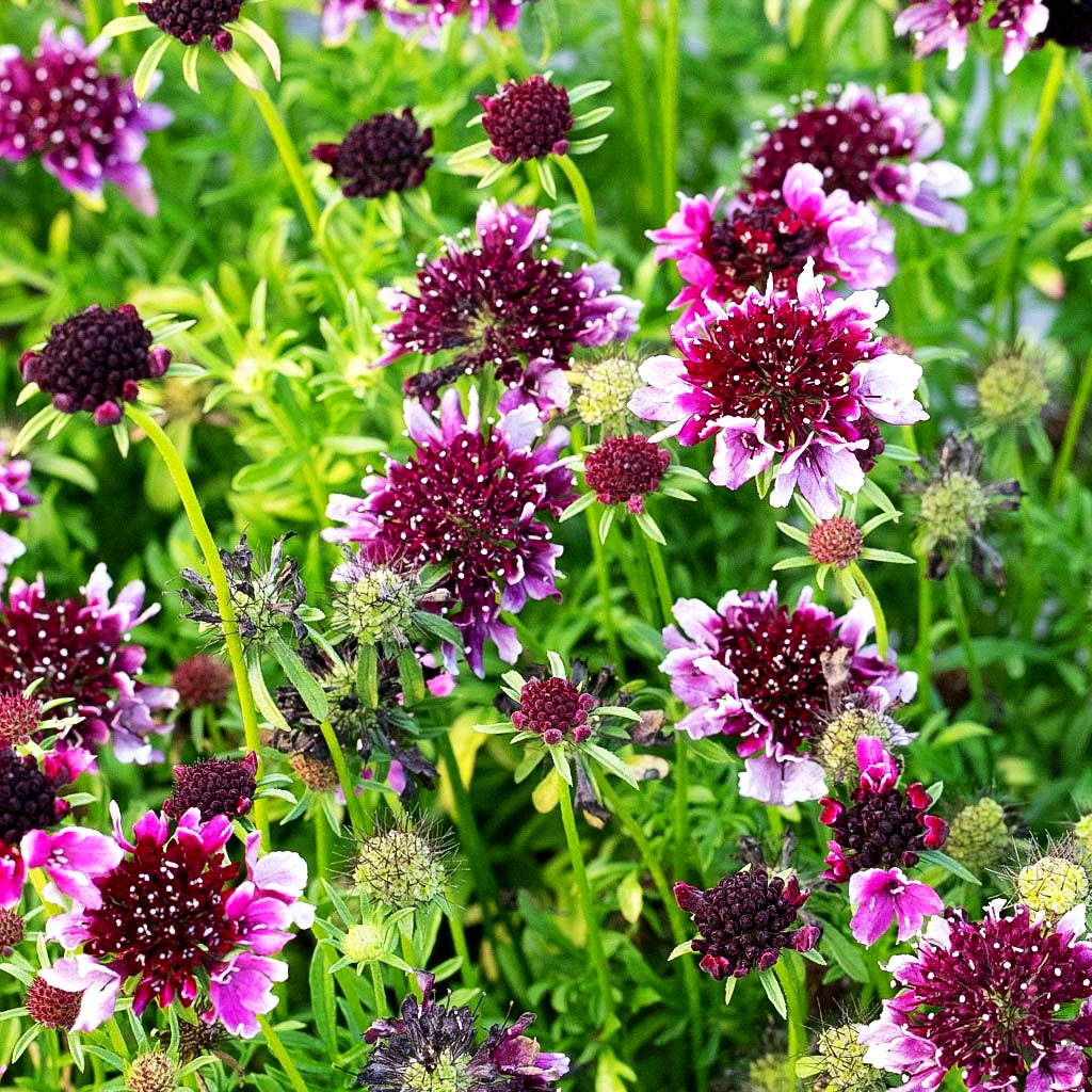 Tauben-Skabiose 'Barocca' (Scabiosa columbaria)