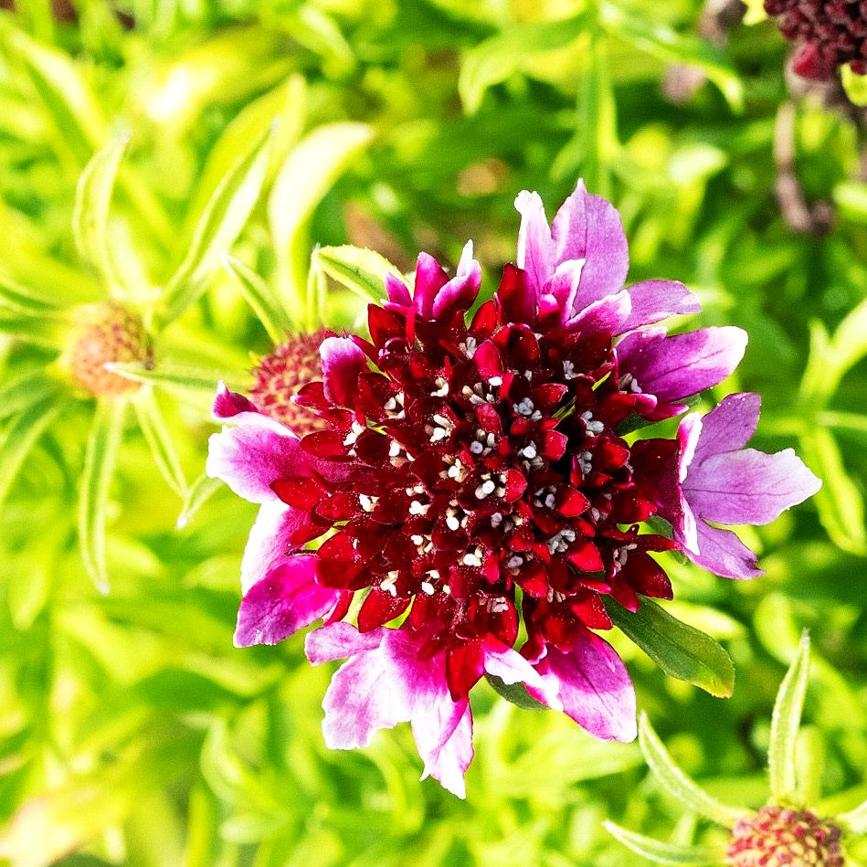 Tauben-Skabiose 'Barocca' (Scabiosa columbaria)