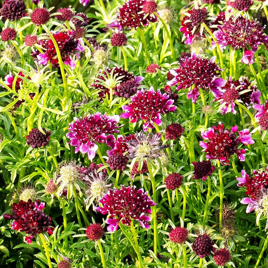 Tauben-Skabiose 'Barocca' (Scabiosa columbaria)